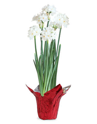 #ad Paperwhites in Red Foil