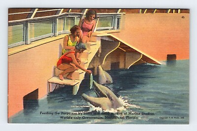 #ad Porpoise Family St. Augustine Florida Vintage Postcard BRY8