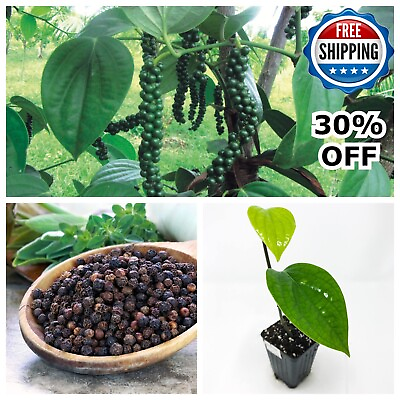 #ad #ad 50 Black Pepper Peppercorn Piper Nigrum Heirloom Planting Seeds Ceylon USA 2024