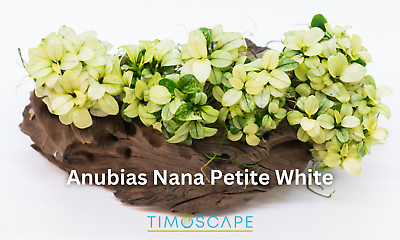 #ad Buy 2 Get 1 Free * Anubias Nana Petite White Loose Plant Rare Aquarium Plant