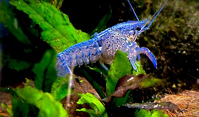 #ad Electric Blue Crayfish Crawfish Lobster FEMALE shocking electric blue