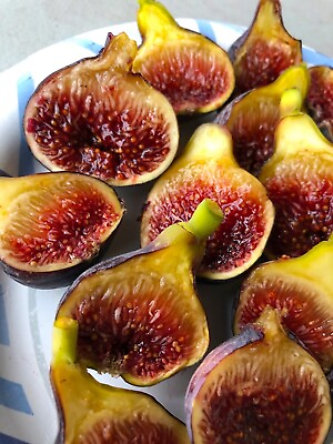 #ad Fig Tree “Fignomenal” New Dwarf Variety LOWEST PRICE ON THE INTERNET