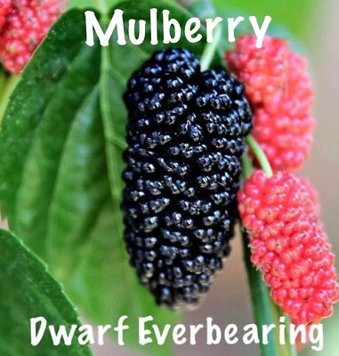 #ad Mulberry Tree #x27;Dwarf Everbearing#x27; Morus nigra 1 live plant edible fruit