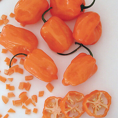 #ad Orange Habanero Pepper Seeds Non GMO Free Shipping Seed Store 1003