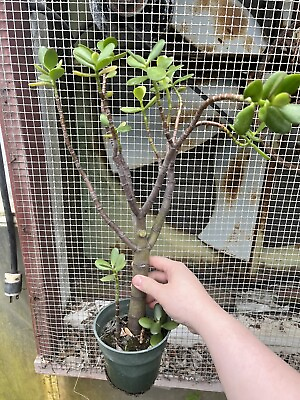 #ad Large Jade Plant Crassula ovata Tropical Succulent Houseplant