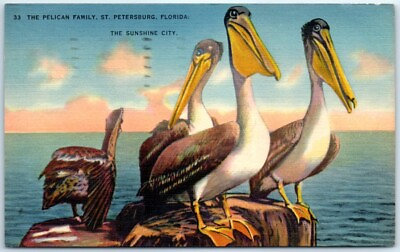 #ad Postcard The Pelican Family St Petersburg Florida USA