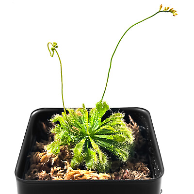 #ad Live Spoon leaved Sundew Plant. 2” Diameter Drosera Spatulata Carnivorous Plan