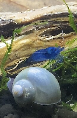 #ad 302 Blue Dream Shrimp Neocaridina Juvenile Aquarium Shrimp Algae Eater