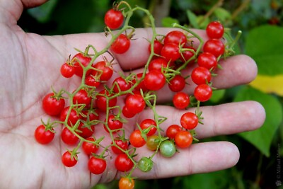 #ad 30 Sweet Pea Currant Tomato Seeds TINY 1000#x27;s of Tomatoes RARE