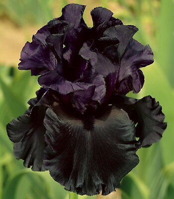 #ad All Night Long Black Reblooming Tall Bearded Iris Rhizome