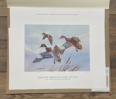 #ad 1979 TENNESSEE State Duck Stamp Print with STAMP **First of State**