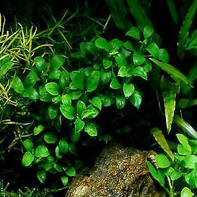 #ad 5 Anubias Nana Petite Anubias Plants Easy Live Aquarium Plants ✅