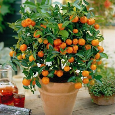 #ad 25 Mandarin Orange Seeds Citrus reticulata Blanco Order Track 1st Class Ship