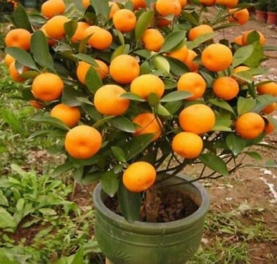 #ad 20 Mandarin Orange Tree Seeds Citrus reticulata Blanco Indoor Plant. #4918