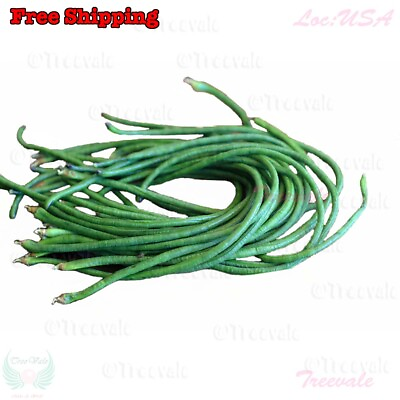 #ad #ad DARK GREEN Yardlong Bean Asparagus Bean Snake Bean Chinese Long Bean Seeds