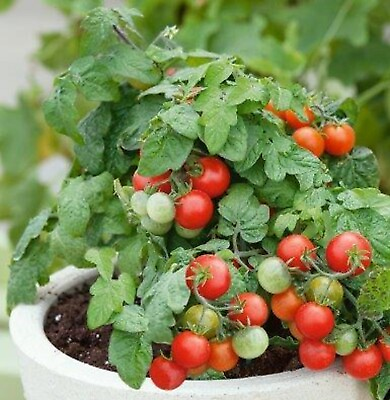 #ad Red Robin Tomato Seeds Organic Micro Dwarf  Heirloom 20 Seeds container