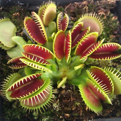 #ad #ad Dente Venus Fly Trap Carnivorous Plant Dionaea muscipula Live Plant seeds