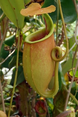 #ad Nepenthes Bicalcarata Unpotted Small Carnivorous Plant