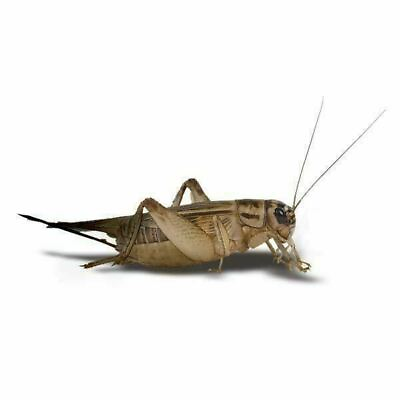 #ad Live Crickets Acheta 100 1000 count free shipping guaranteed live delivery