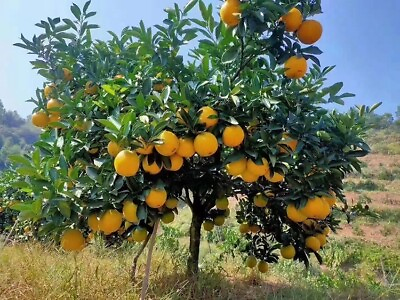 #ad #ad 23 Sweet Orange Tree Seeds