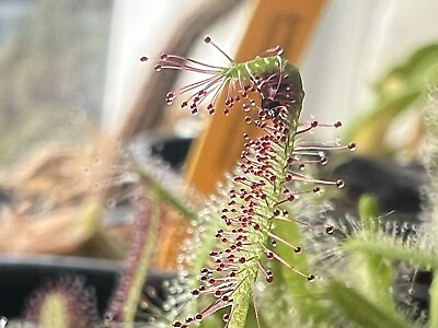 #ad Drosera Capensis Typical Live Plant Potted