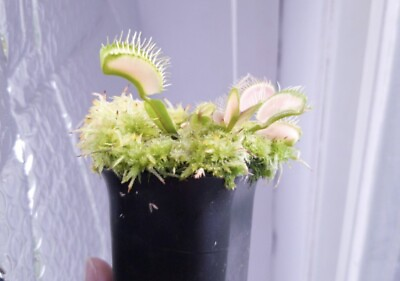 #ad Venus Flytrap Dionaea muscipula “Ghost ” Small Potted Plant.