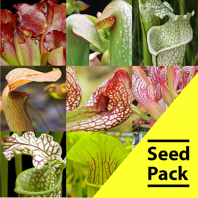 #ad 15 Mixed Sarracenia Carnivorous Plant Seeds Bug Eating CP 4
