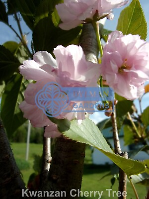 #ad Kwanzan Cherry Tree Prunus serrulata #x27;Kwanzan#x27; Live Plant 4 to 6 inches