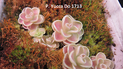 #ad Pinguicula Yucca Do 1713 Live Carnivorous Butterwort Plant RARE Free Shipping