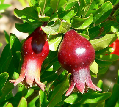 #ad Dwarf Pomegranate Organic {Punica granatum nana}20 seeds Free Shipping