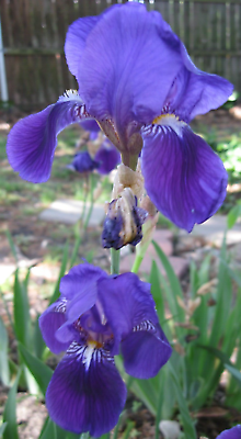 #ad 2 Bearded Iris quot;Poshy Purplequot; White Yellow Root Rhizome Bulb Live Plant Flower