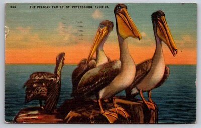#ad eStampsNet Pelican Family St. Petersburg Florida 1950 Postcard