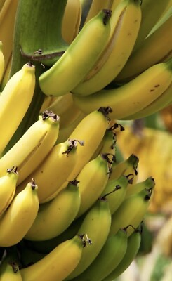 #ad Grand Nain Chiquita Banana Tree LOWEST PRICE ON THE INTERNET Live Banana Plant