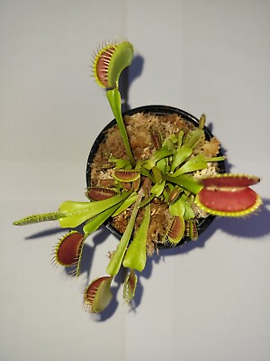 #ad Large Sized #x27;Giant#x27; Venus Flytrap Fly Trap Carnivorous Plants Dionaea 3 in pot