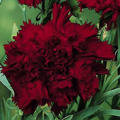 #ad 100 Black King Carnation Seeds Dianthus Flowers Seed Flower Perennial 1046 USA