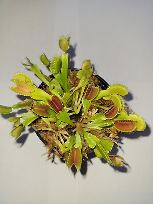 #ad #ad 3 small Venus Flytraps Fly Trap Carnivorous Plants Dionaea Muscipula