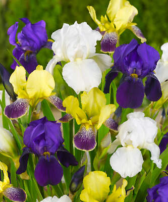 #ad Mixed Bearded Iris 3 bareroot plants